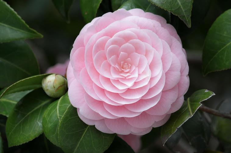 Camellia City Acupuncture clinic