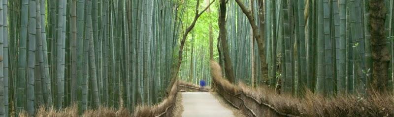 The Wellness Tree clinic