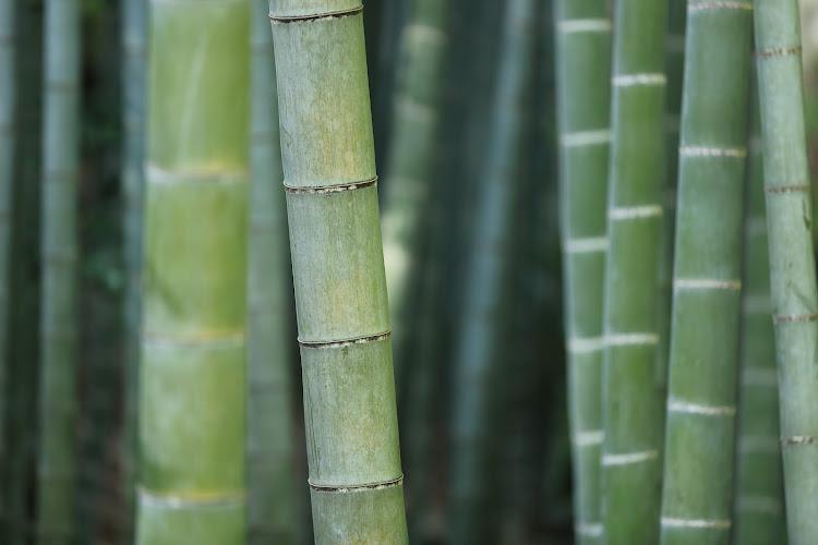 Mary Pat Finley Acupuncture, LAc clinic