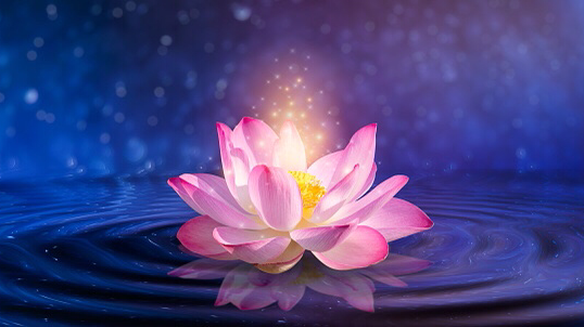 Sacred Lotus Acupuncture & Natural Health clinic
