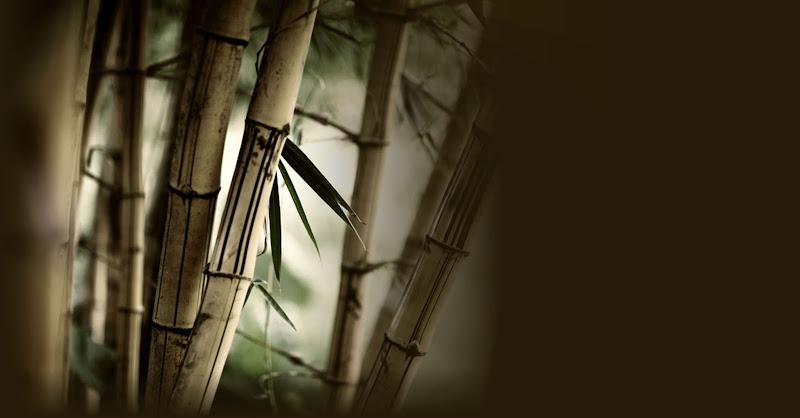Lonstein Chiropractic & Acupuncture clinic