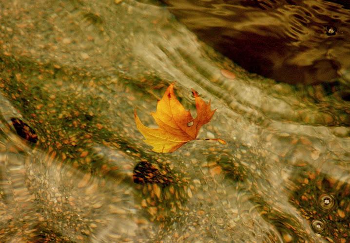 Swimming Dragon Acupuncture & Wellness clinic