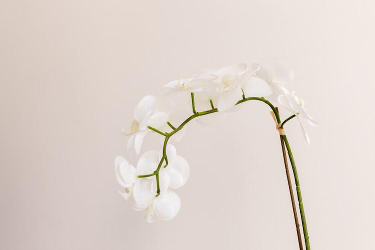Middlebury Acupuncture clinic