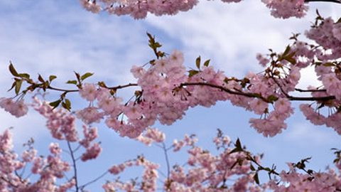 Jennifer Rose Acupuncture & Wellness clinic