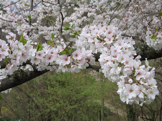 Nurturing Spirit Acupuncture clinic