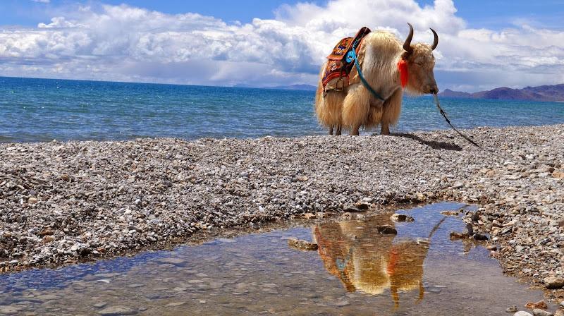 Elizabeth Ross, L.Ac. Acupuncture & Chinese Medicine clinic