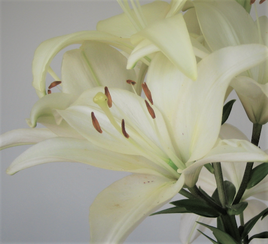 Grace Acupuncture Clinic of Apple Valley, Minnesota clinic