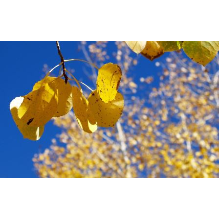 Aspen Acupuncture and Integrative Health clinic