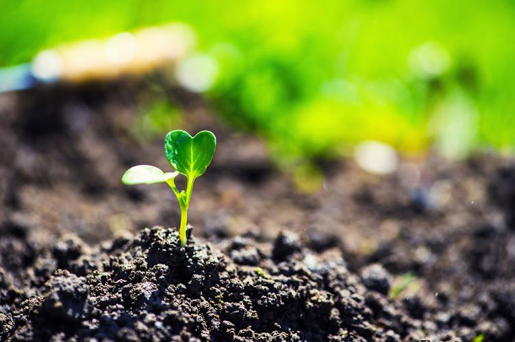 Wellness Roots Acupuncture & Massage Therapy, PLLC clinic