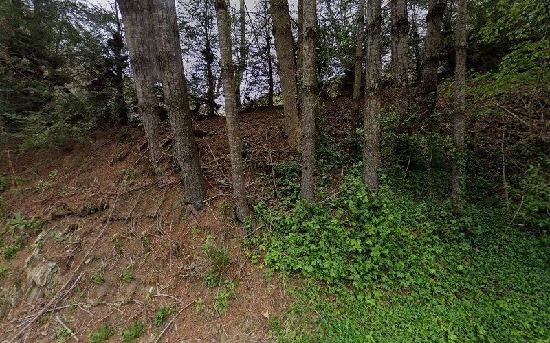 Wood Element Acupuncture and Herbal Medicine clinic