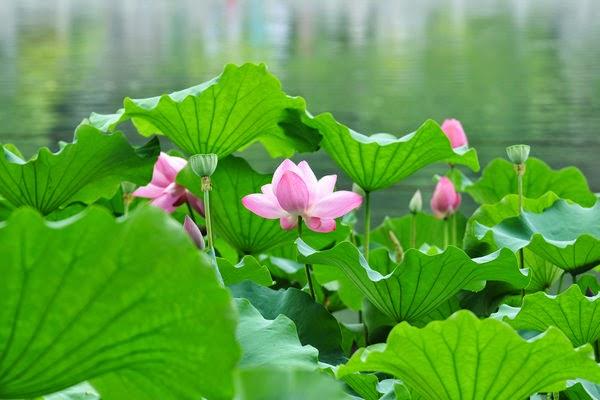 Dr. Qin Acupuncture Chinese Medicine Clinic Austin clinic