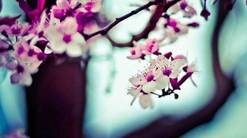 Central Virginia Wellness Institute clinic