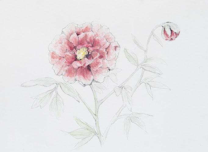 Peony Acupuncture and Chinese Herbal Medicine clinic